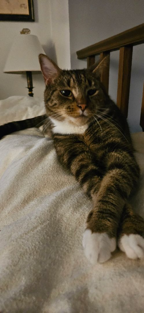 Enlarge Mac, an adoptable Tabby in Walkersville, MD image 3/6