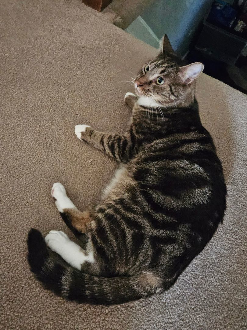 Enlarge Mac, an adoptable Tabby in Walkersville, MD image 4/6