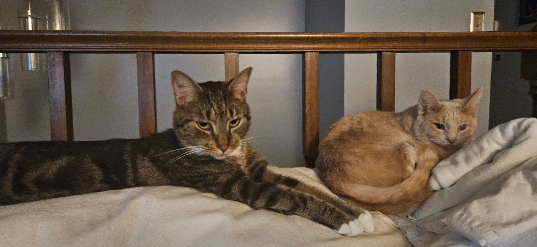 Enlarge Mac, an adoptable Tabby in Walkersville, MD image 5/6