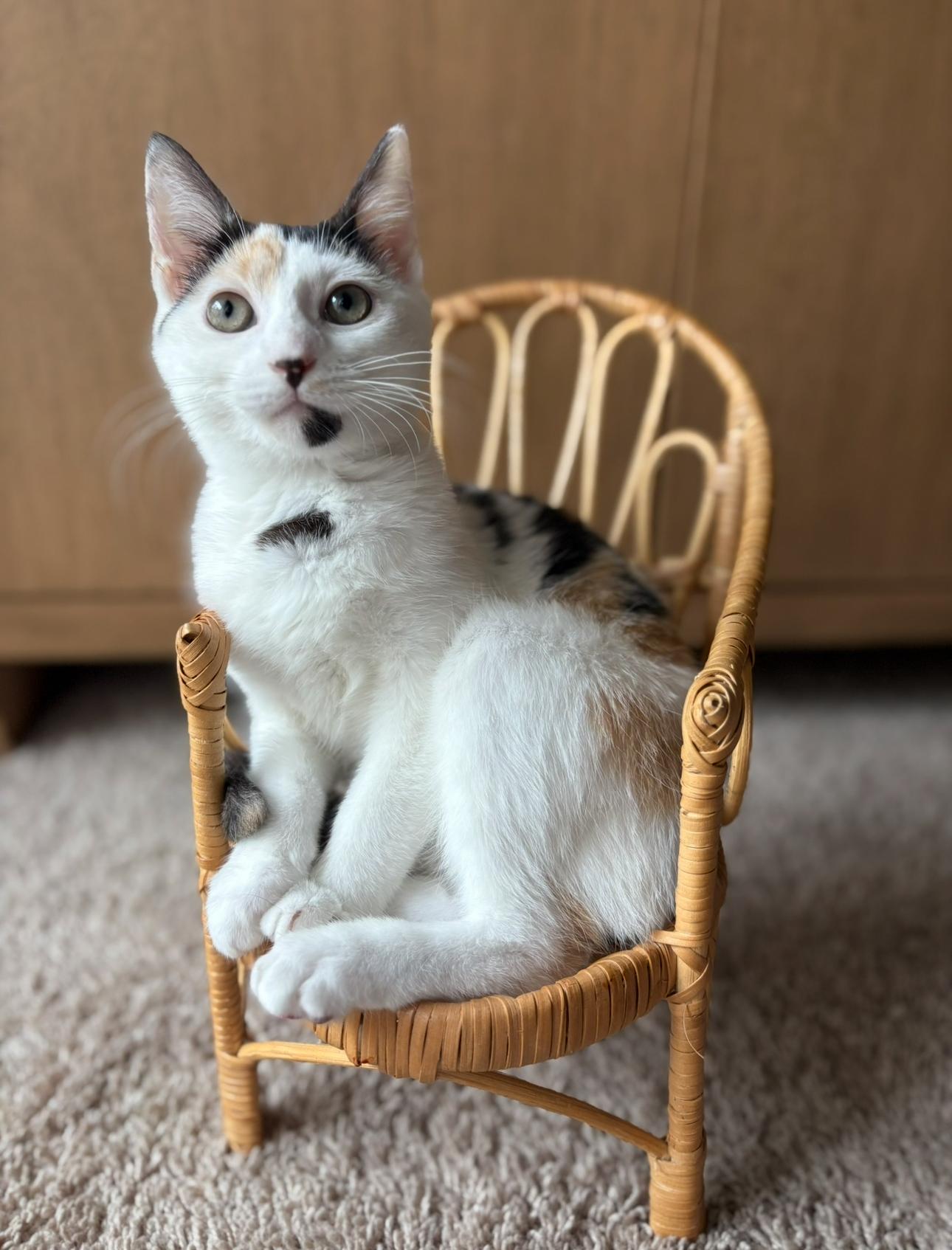 Kiki, a ADOPTABLE Calico in Wilmington, NC image 2/4