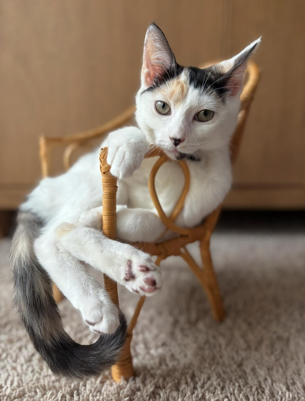 Kiki, a ADOPTABLE Calico in Wilmington, NC image 1/4
