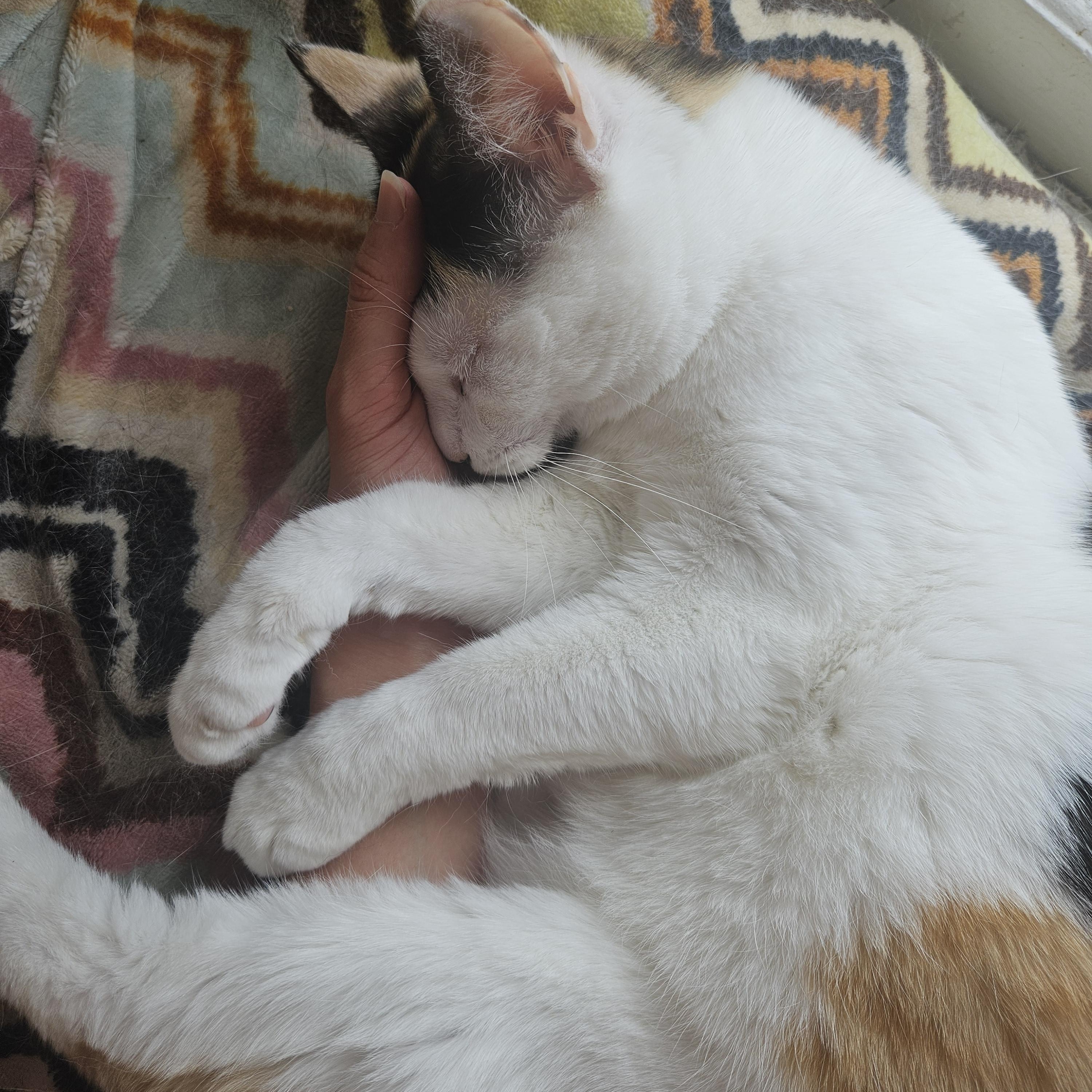 Kiki, a ADOPTABLE Calico in Wilmington, NC image 4/5