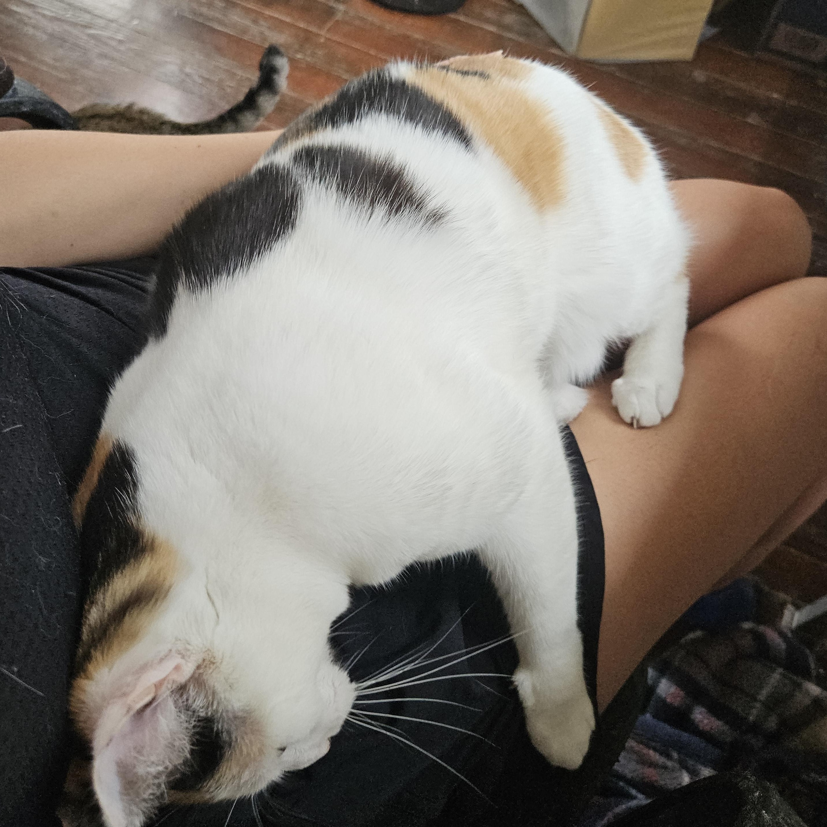 Kiki, a ADOPTABLE Calico in Wilmington, NC image 4/4