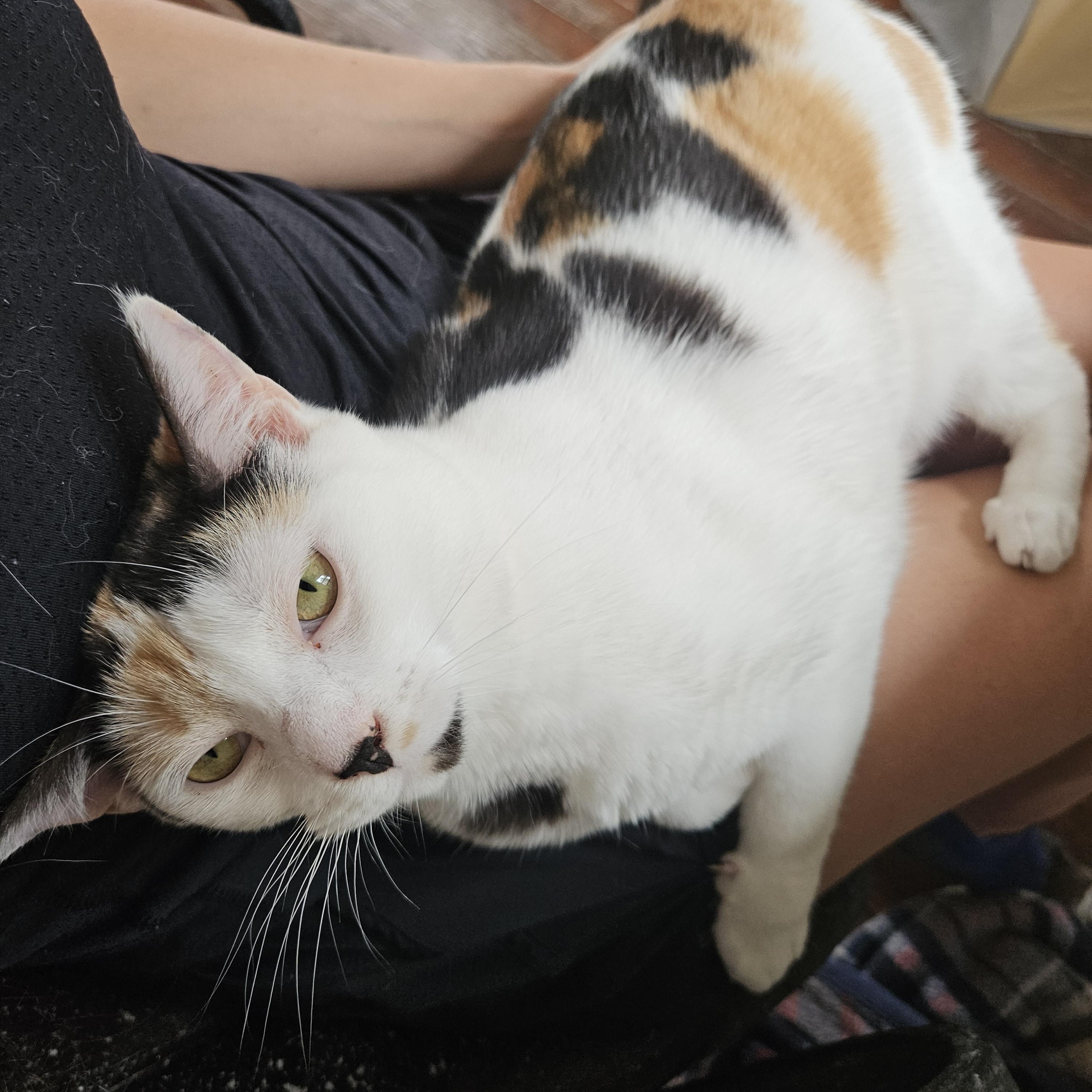 Kiki, a ADOPTABLE Calico in Wilmington, NC image 3/4