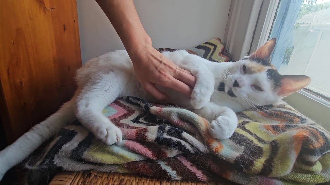 Enlarge Kiki, a ADOPTABLE Calico in Wilmington, NC video 5/5