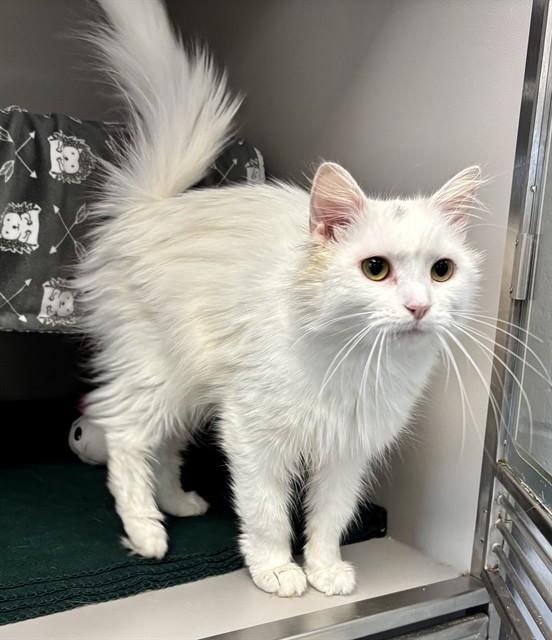 CASSIE, Adoptable, Adult Female Domestic Medium Hair.