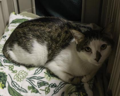 Enlarge Lutz, a Adoptable mixed breed in Madison, WI image 1/2