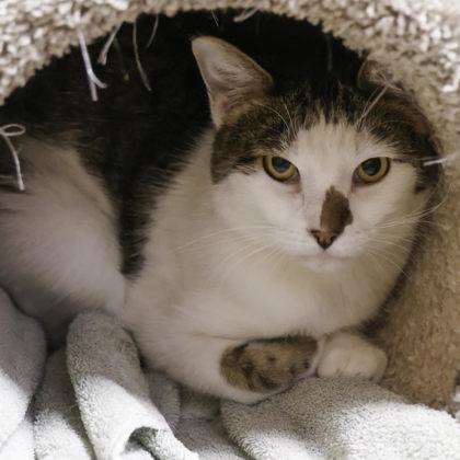 Enlarge Lutz, a Adoptable mixed breed in Madison, WI image 2/2