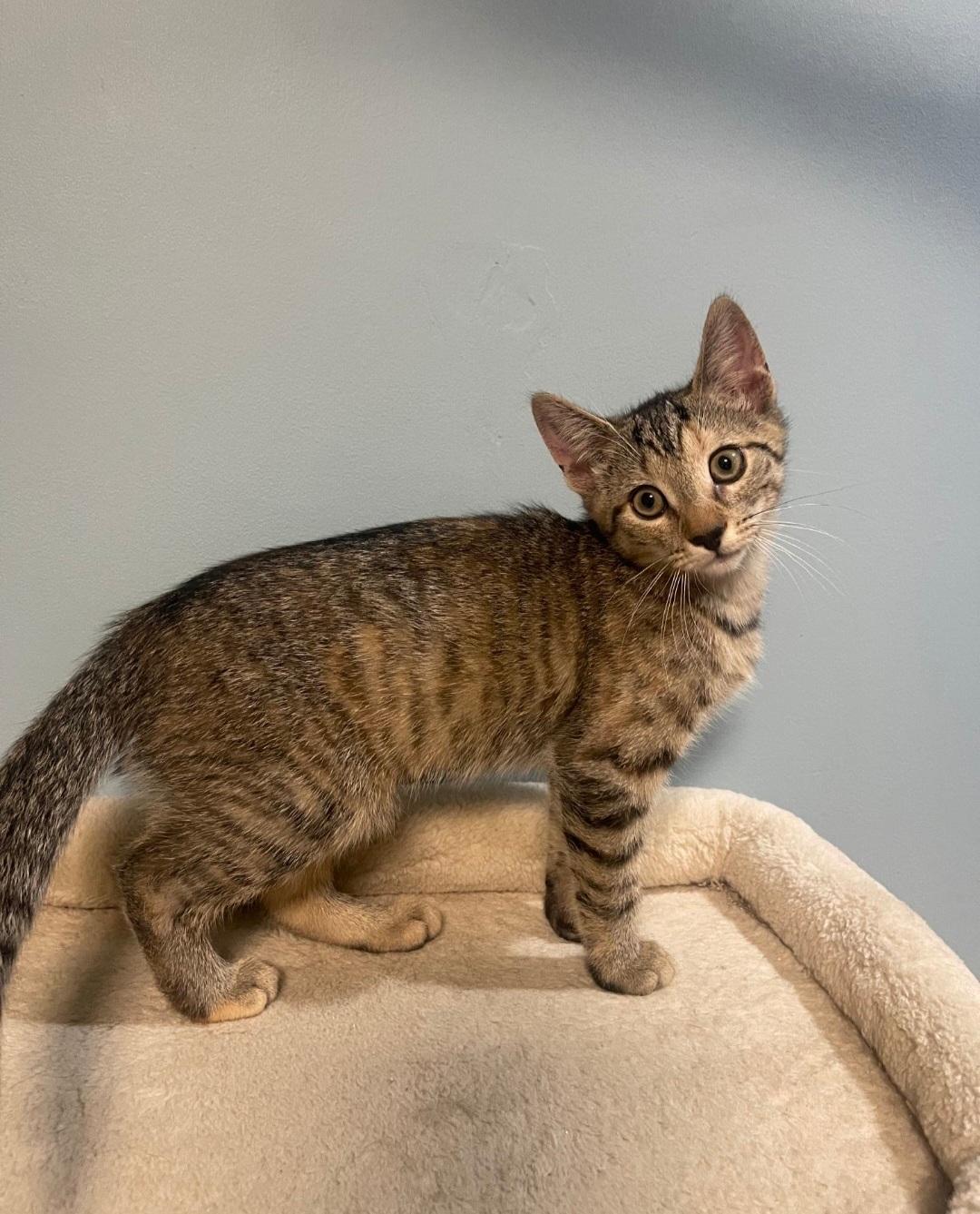 Sprout, ADOPTABLE, Kitten Female Domestic Short Hair.