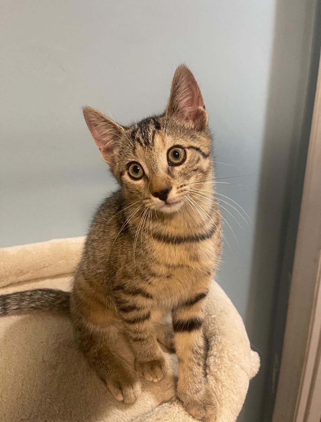 Sprout, a ADOPTABLE Domestic Short Hair in Clayton, NJ image 2/2