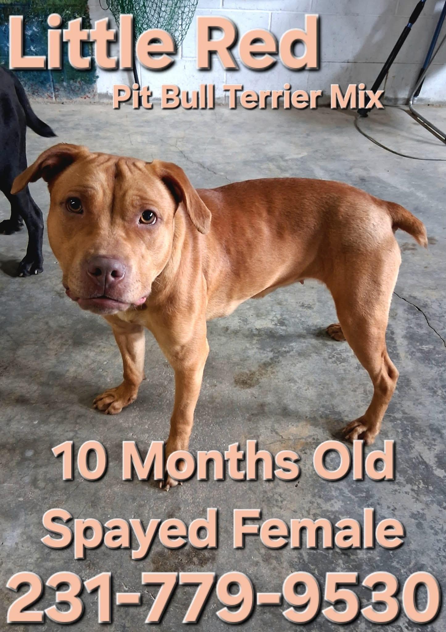 Enlarge LITTLE RED, a ADOPTABLE mixed breed in Cadillac, MI image 1/1