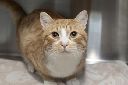 89500a Parker, Adoptable, Adult Male Domestic Short Hair & Domestic Short Hair.