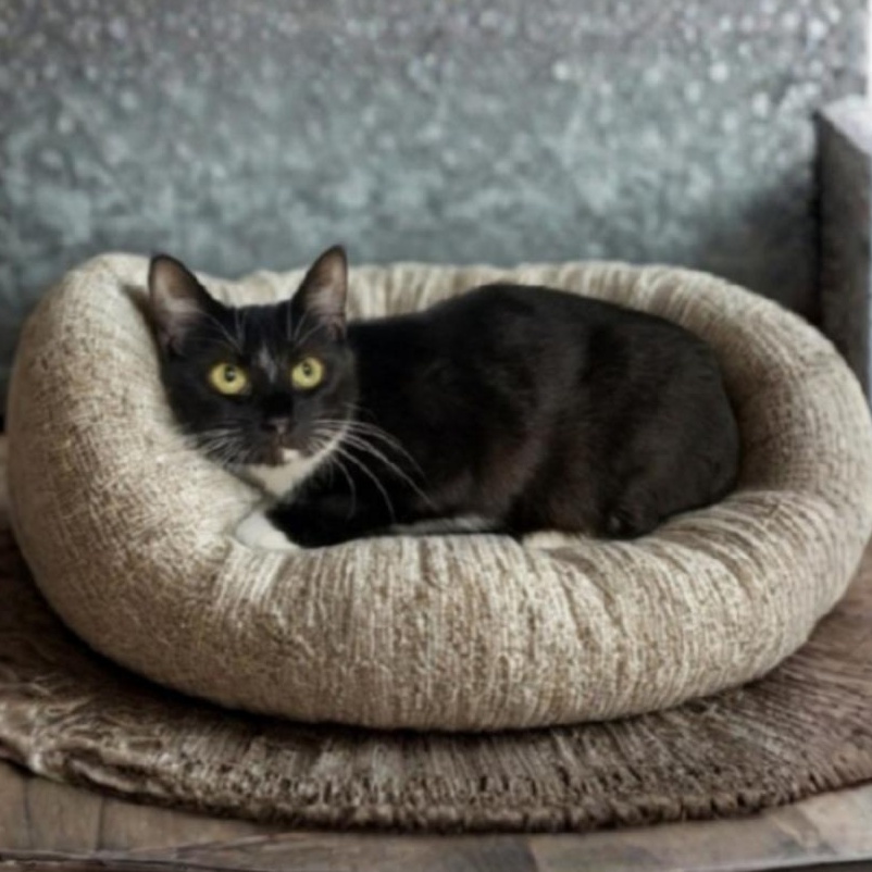 Enlarge Rue, a ADOPTABLE Domestic Short Hair in Greensburg, PA image 1/1