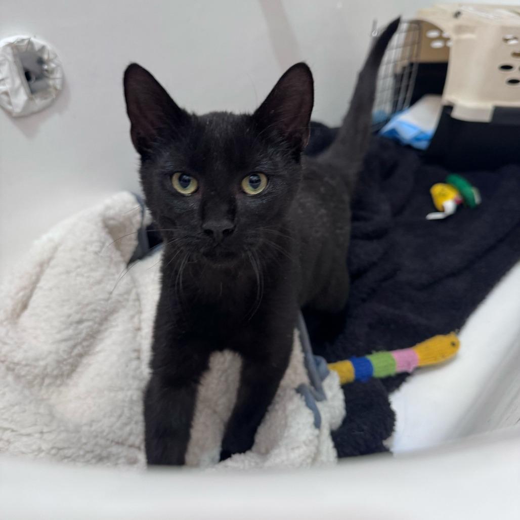 Enlarge Benny, a Adoptable Domestic Short Hair in New York, NY image 1/5