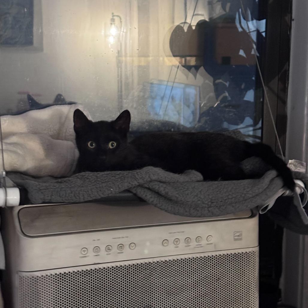 Enlarge Benny, a Adoptable Domestic Short Hair in New York, NY image 2/5