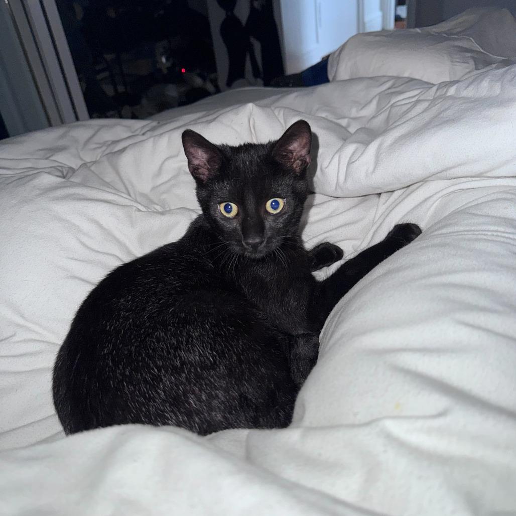 Enlarge Benny, a Adoptable Domestic Short Hair in New York, NY image 3/5
