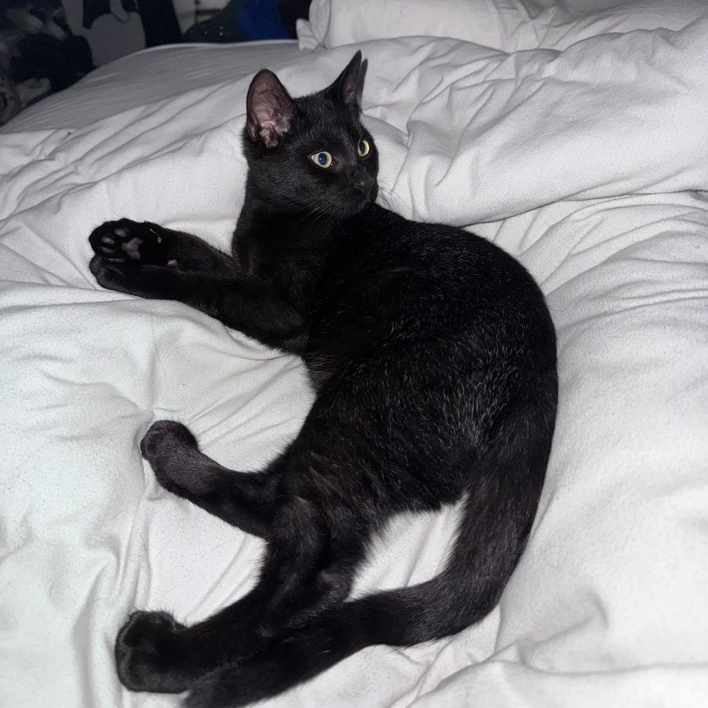 Enlarge Benny, a Adoptable Domestic Short Hair in New York, NY image 4/5
