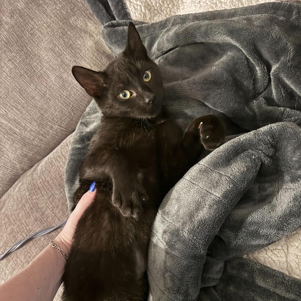 Enlarge Benny, a Adoptable Domestic Short Hair in New York, NY image 5/5