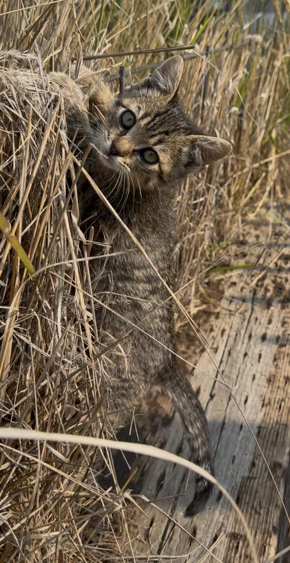 Enlarge Tasha, an adopted Domestic Short Hair in Butte, MT image 3/5