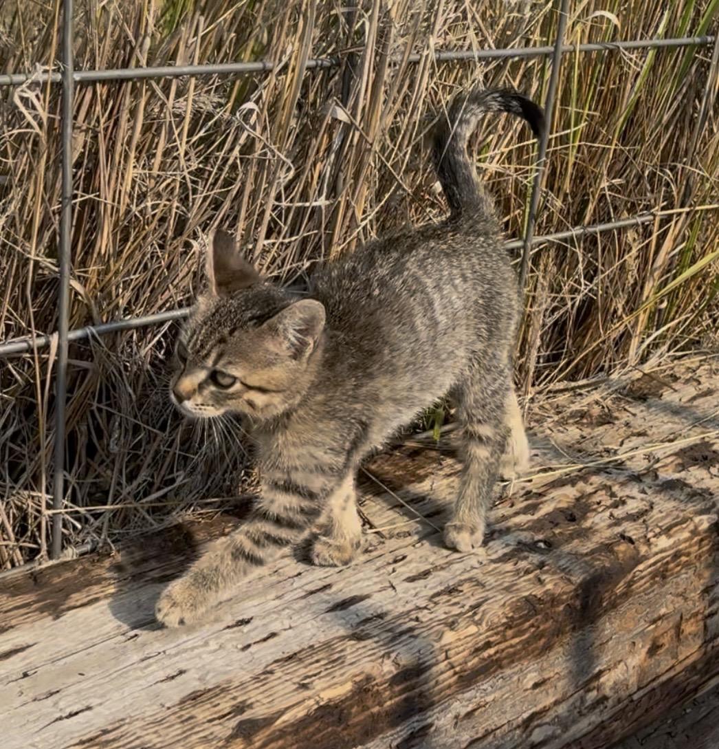 Enlarge Tasha, an adopted Domestic Short Hair in Butte, MT image 4/5
