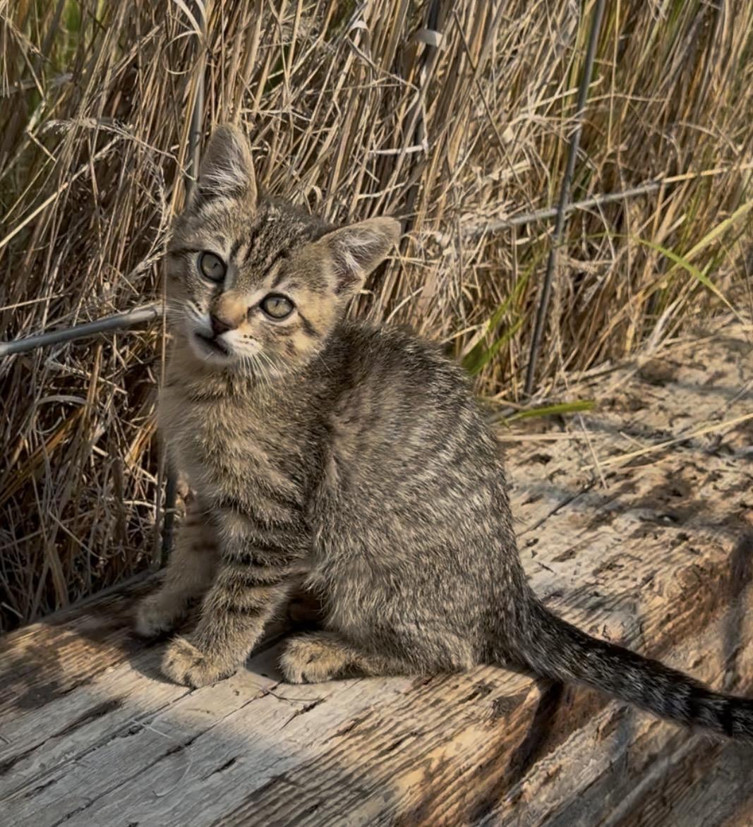 Enlarge Tasha, an adopted Domestic Short Hair in Butte, MT image 1/5