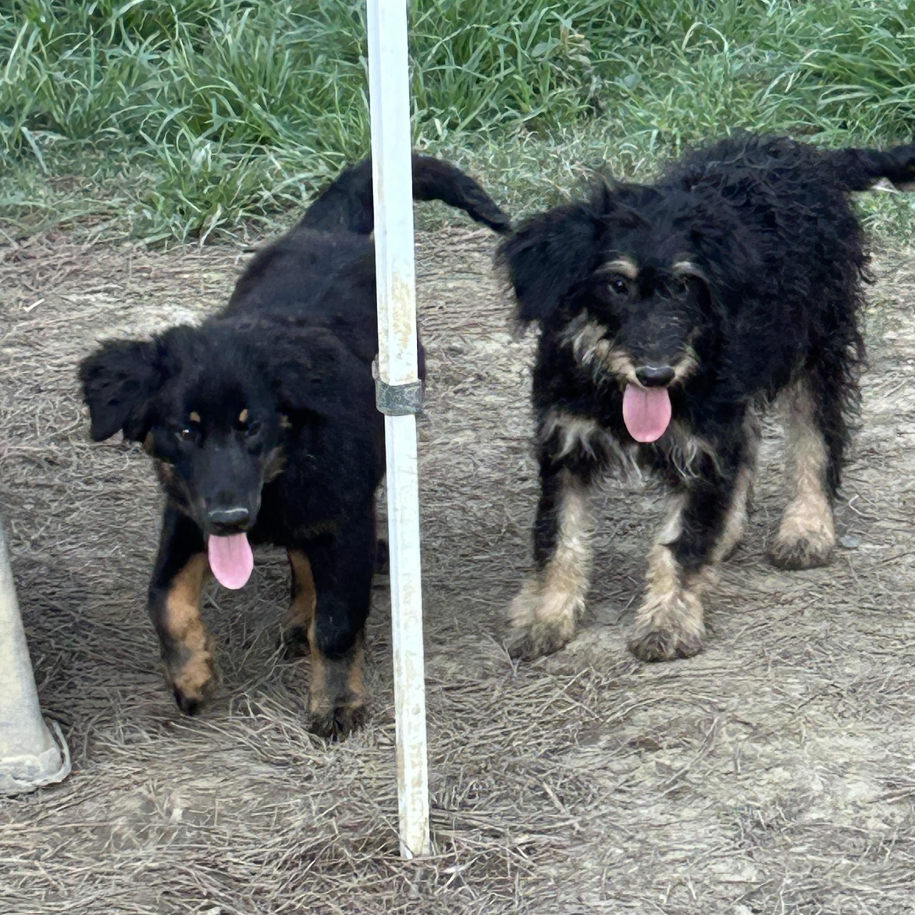 Topaz, an adoptable Australian Shepherd, Labradoodle in North Kingstown , RI, 02852 | Photo Image 3