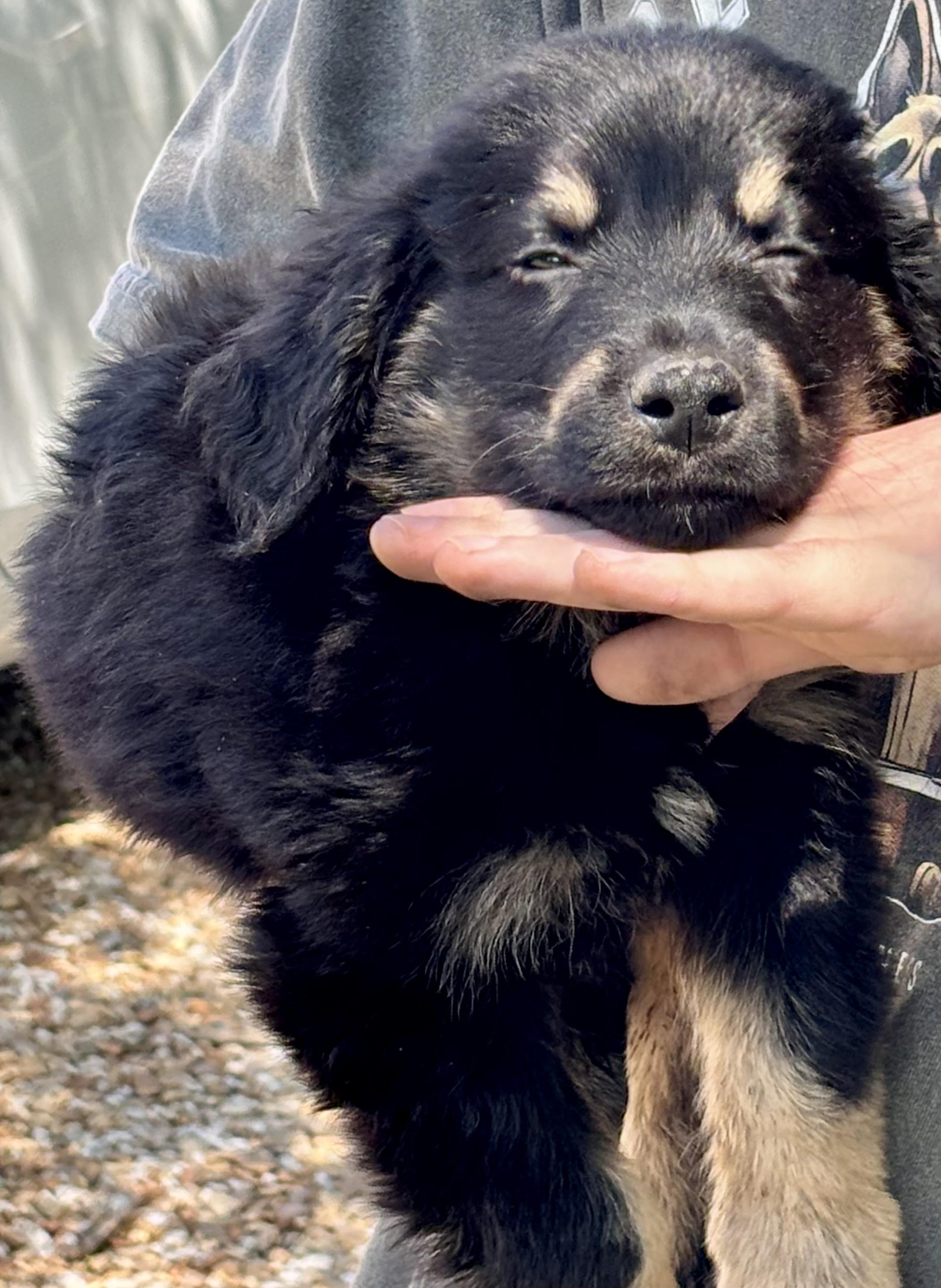 Topaz, an adoptable Australian Shepherd, Labradoodle in North Kingstown , RI, 02852 | Photo Image 2