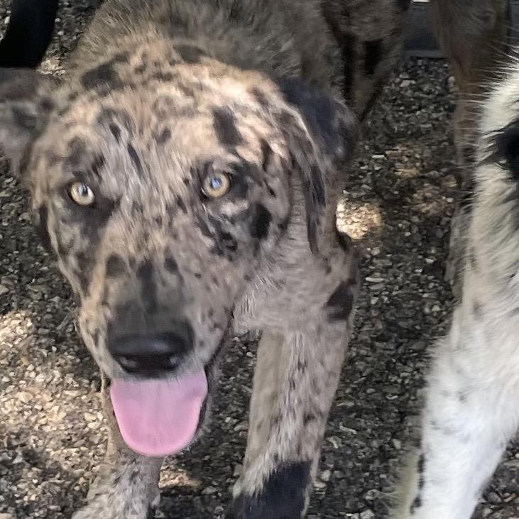 Agy, Adoptable, Young Male Catahoula Leopard Dog.