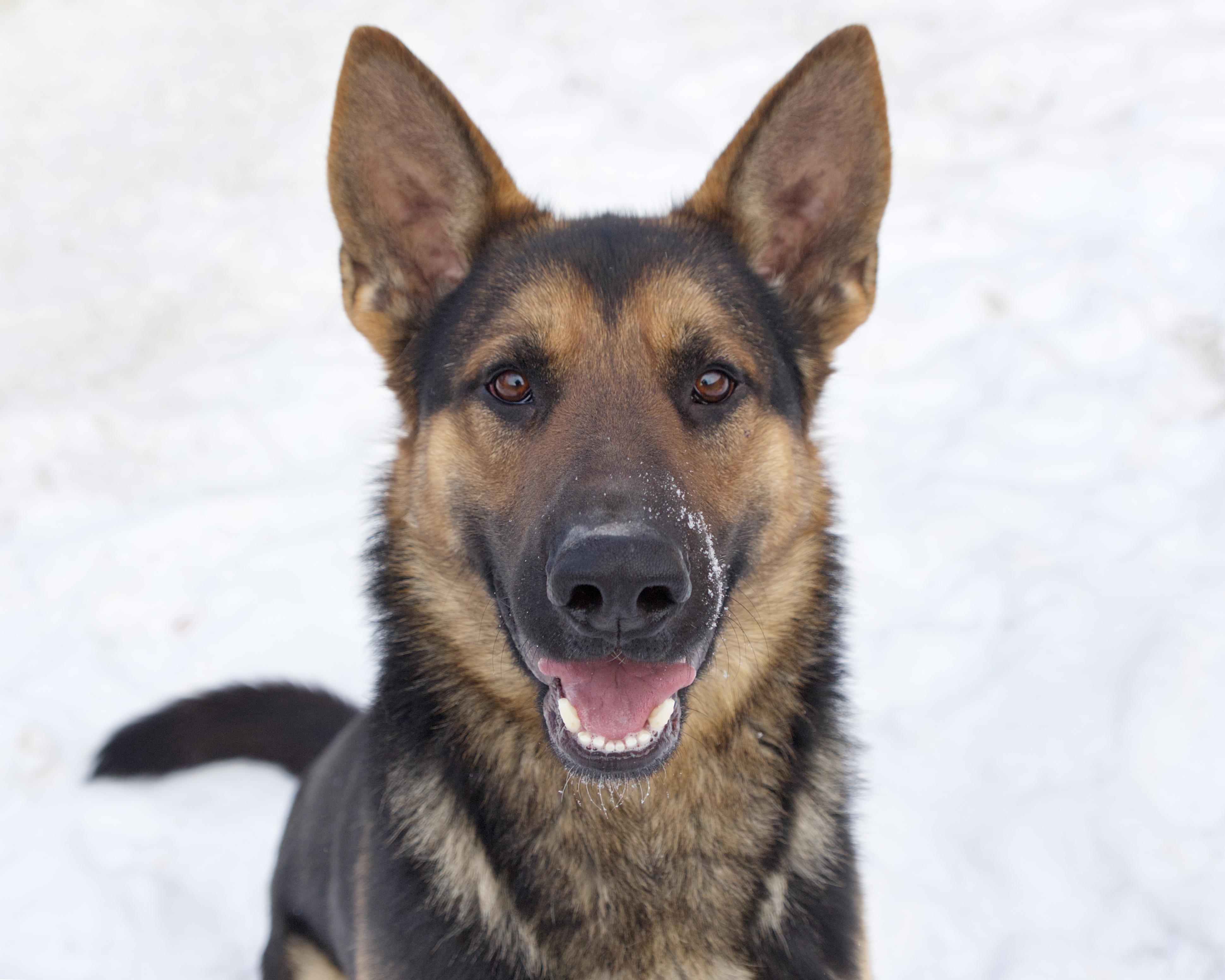 Enlarge Gunter, an adoptable mixed breed in Winnipeg, MB image 1/3