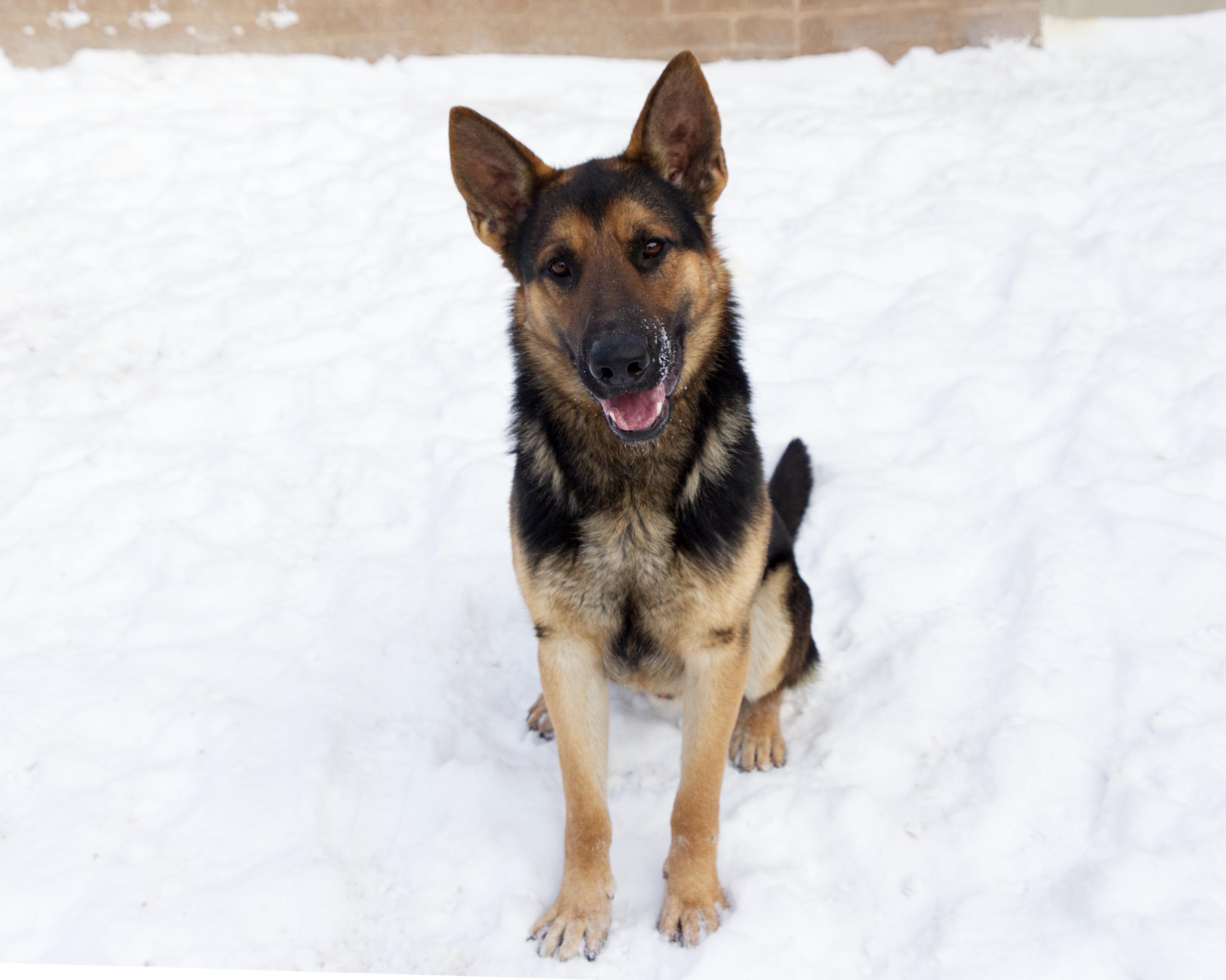 Enlarge Gunter, an adoptable mixed breed in Winnipeg, MB image 2/3