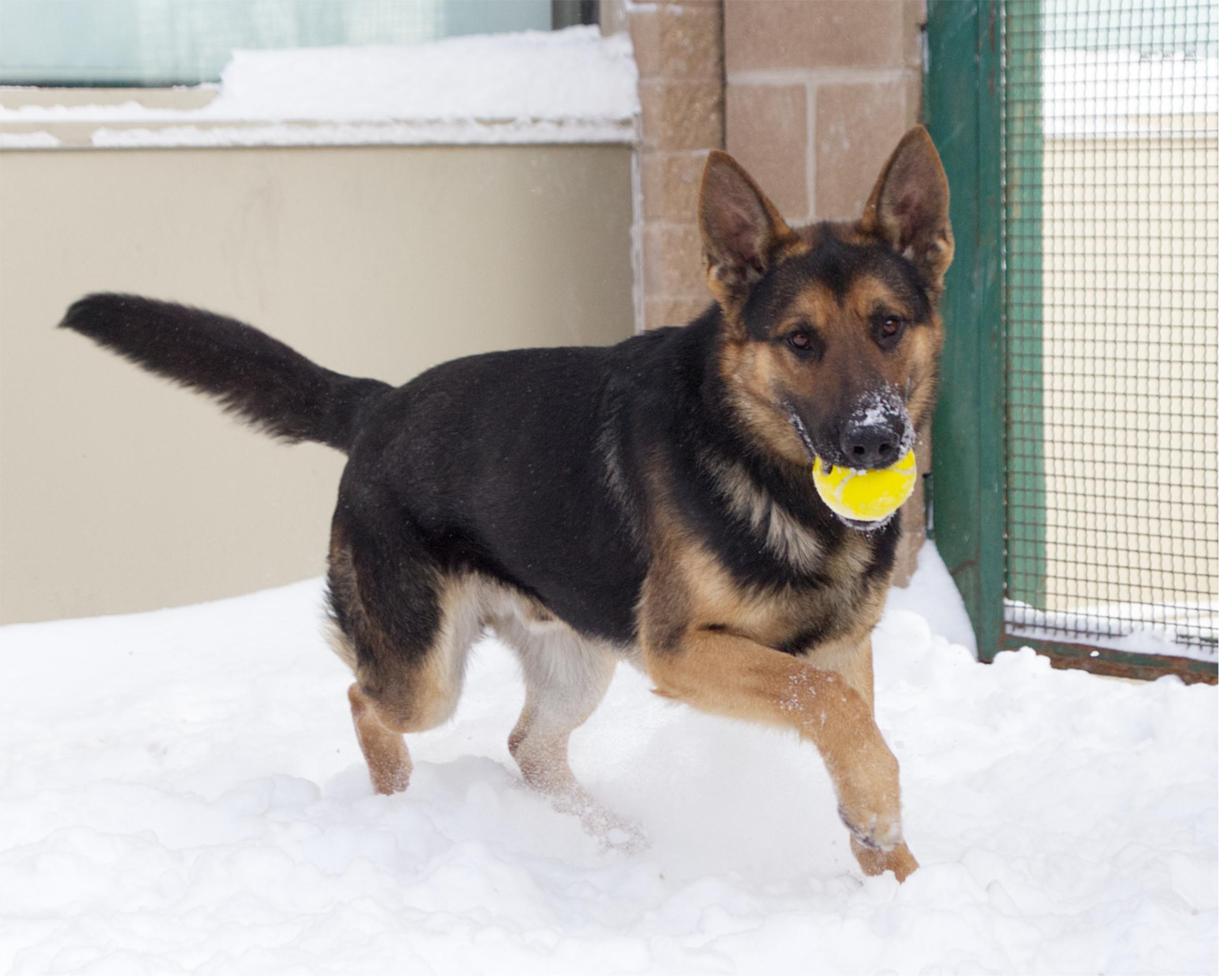 Enlarge Gunter, an adoptable mixed breed in Winnipeg, MB image 3/3
