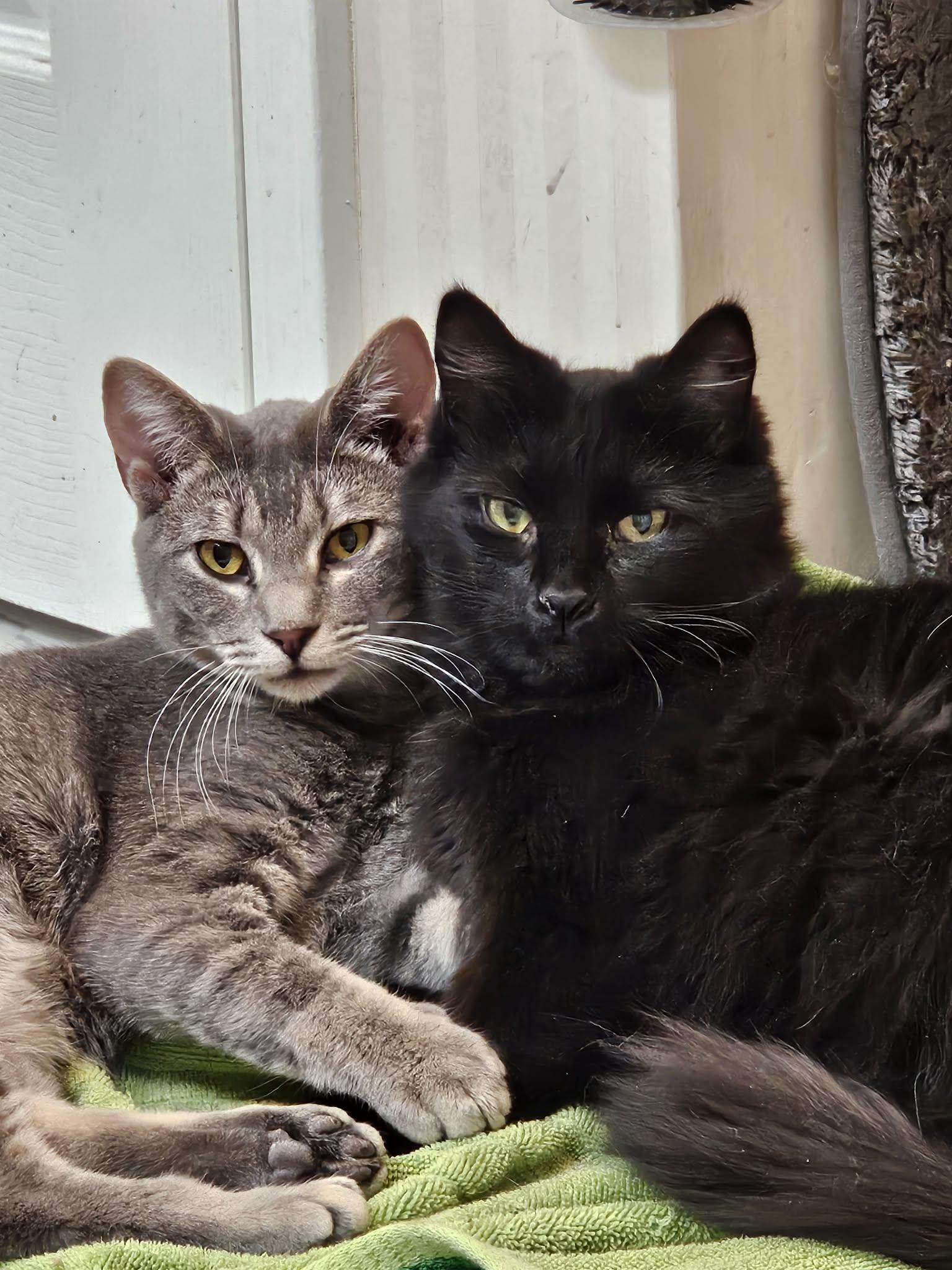 Enlarge Asher and Sugar, an adopted Domestic Long Hair in Lawrenceville, GA image 1/1