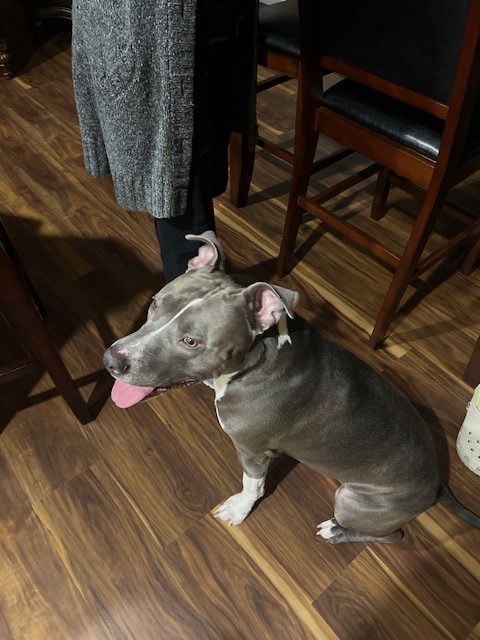 Blu, a Adoptable Pit Bull Terrier in Cincinnati, OH image 1/9