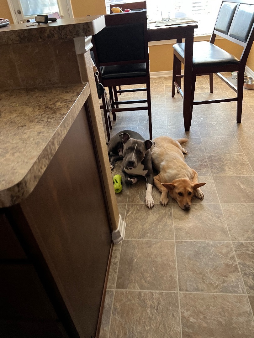 Blu, a Adoptable Pit Bull Terrier in Cincinnati, OH image 2/9