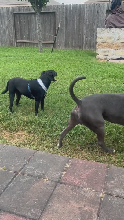 Enlarge Blu, a Adoptable Pit Bull Terrier in Cincinnati, OH video 9/9