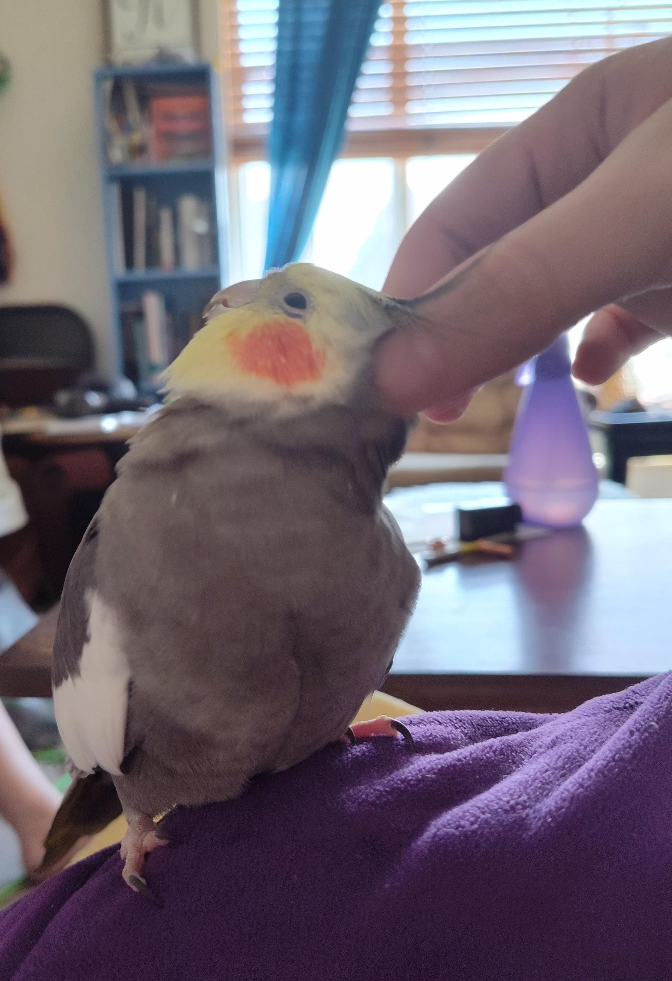 Tansy, a Adoptable Cockatiel in Salt Lake City, UT image 1/2