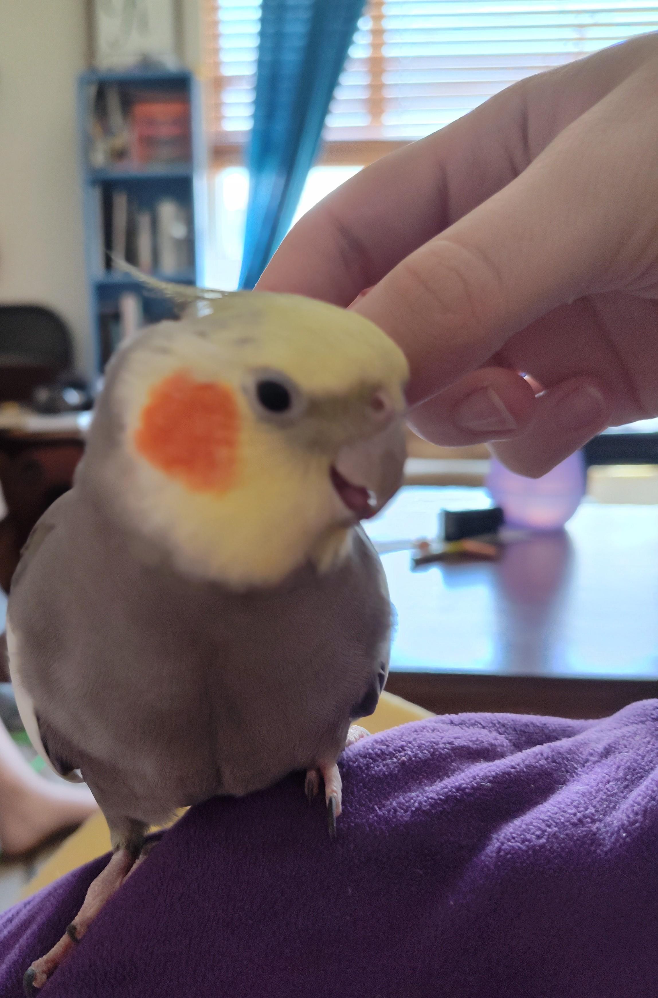 Tansy, a Adoptable Cockatiel in Salt Lake City, UT image 2/2