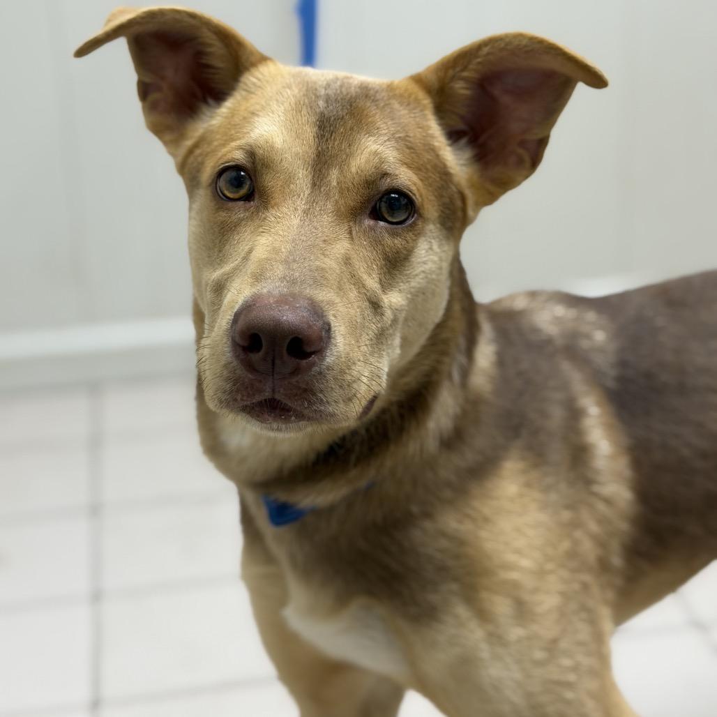 TUSC-Stray-83641 — thumbnail 2