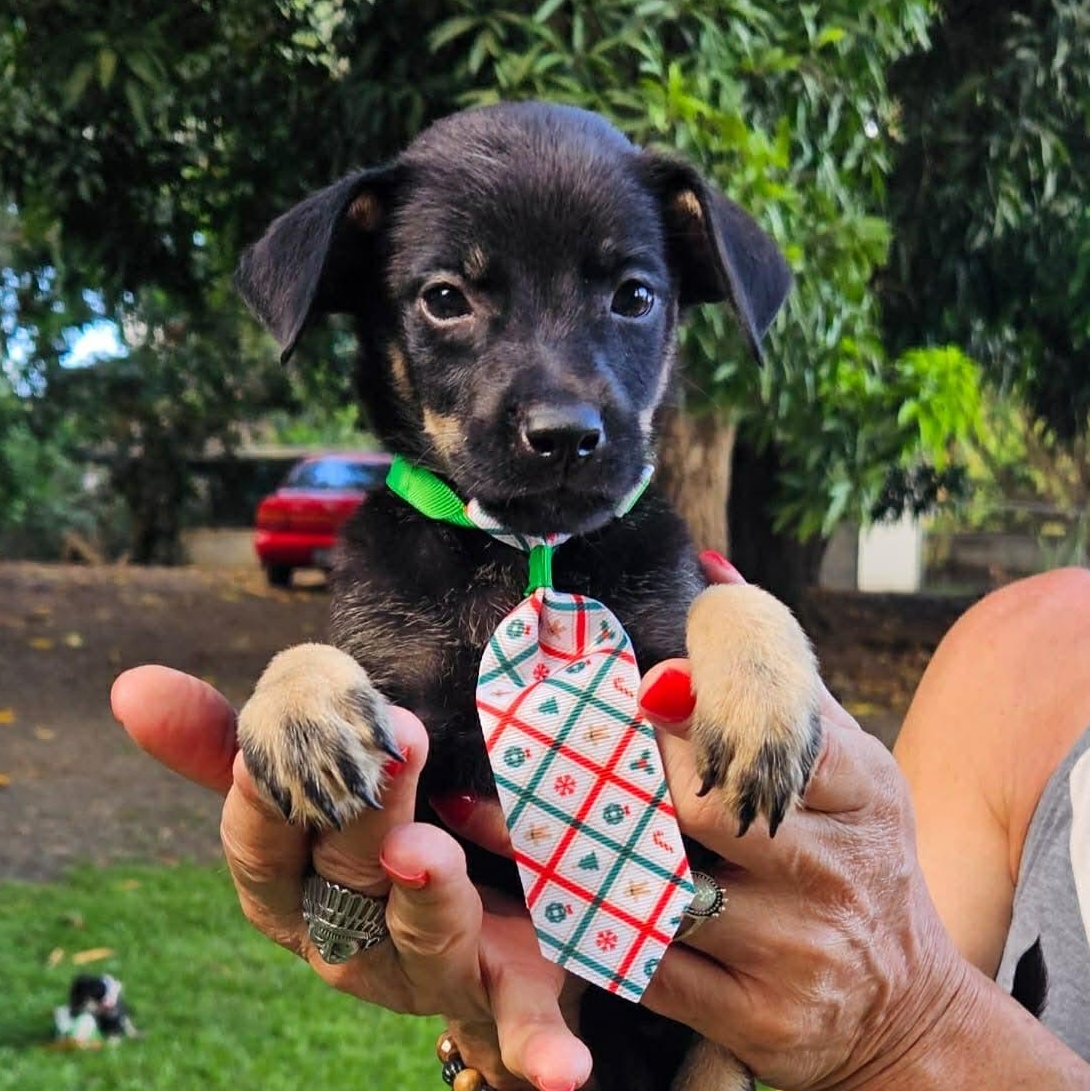 Rex (Hopeful Heart Shepards)