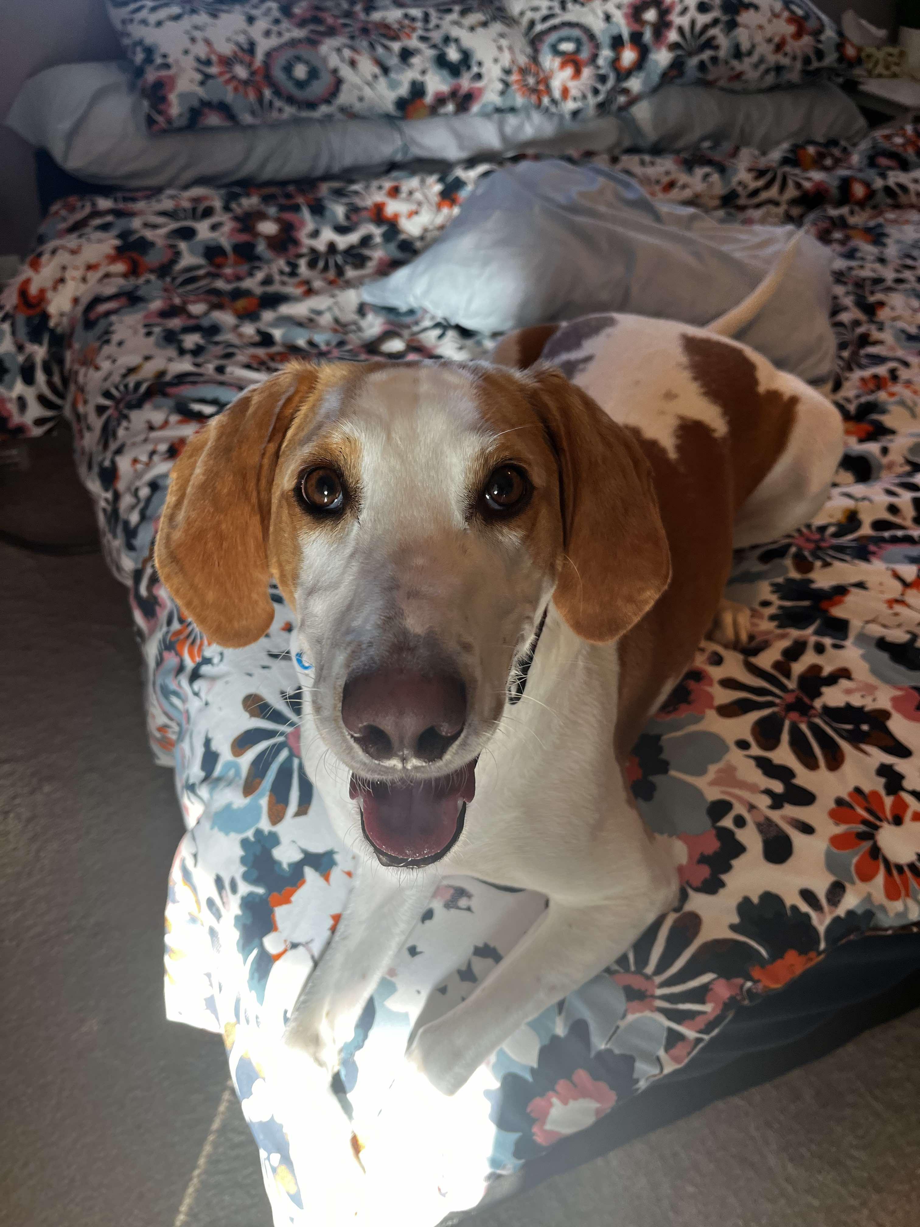 Daisy - Foster to Adopt, a Adoptable Foxhound in North Bay, ON image 1/6