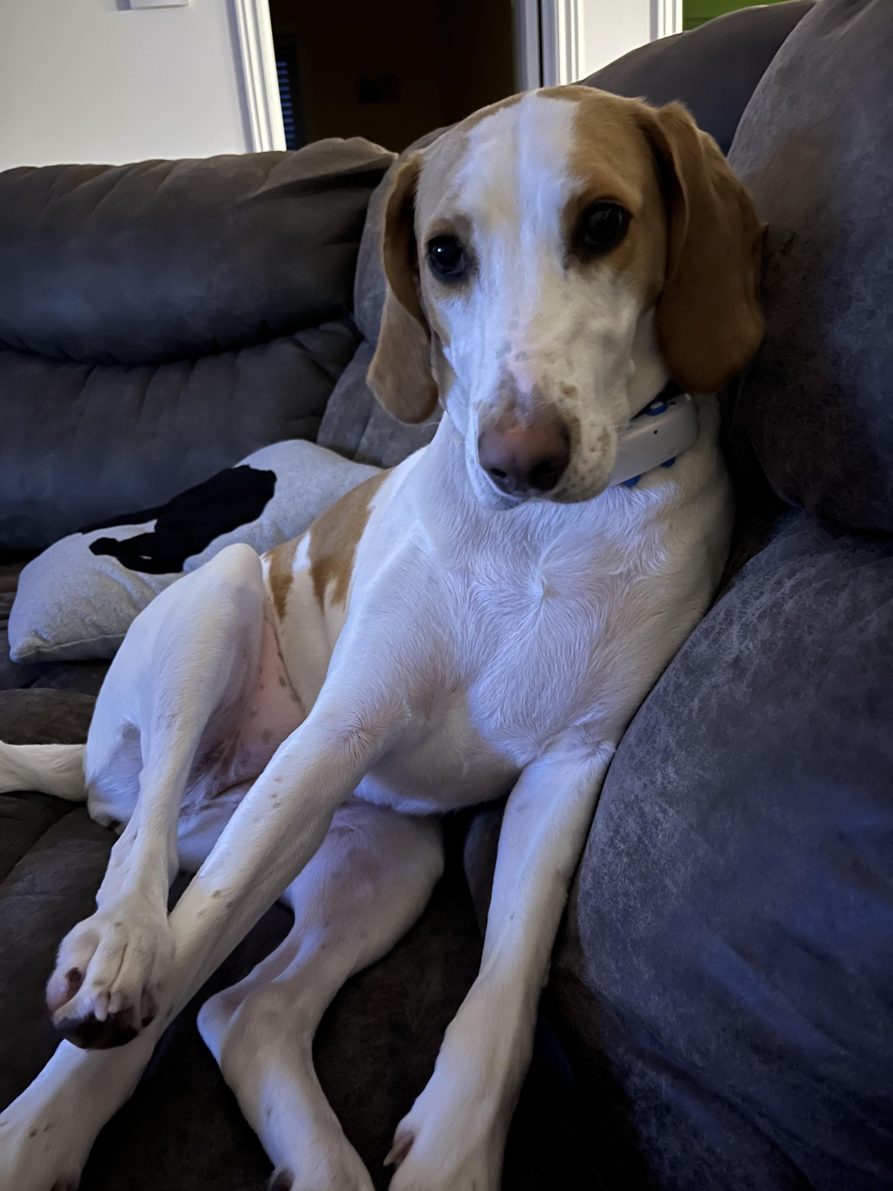 Daisy - Foster to Adopt, a Adoptable Foxhound in North Bay, ON image 2/6