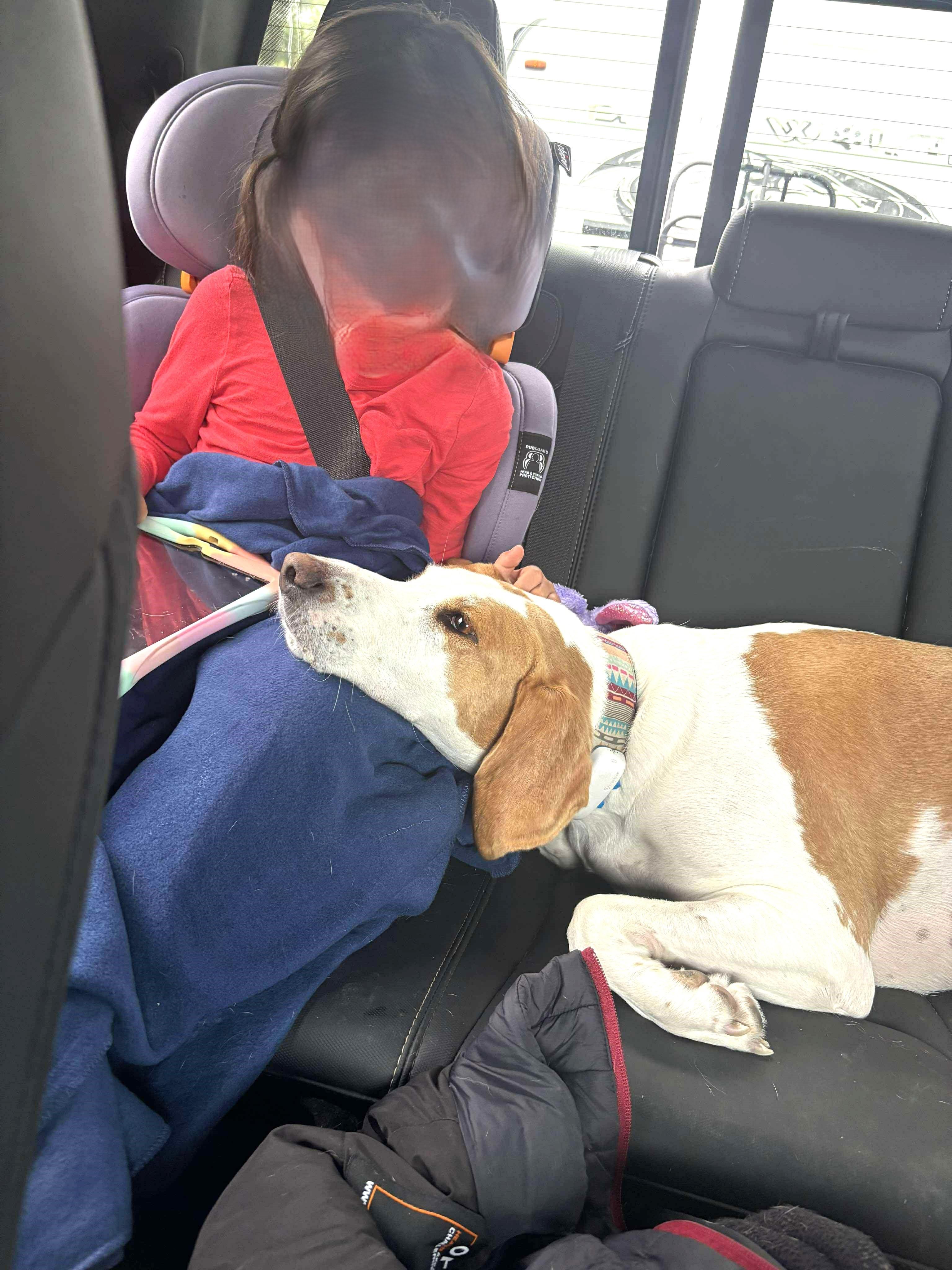 Daisy - Foster to Adopt, a Adoptable Foxhound in North Bay, ON image 3/6