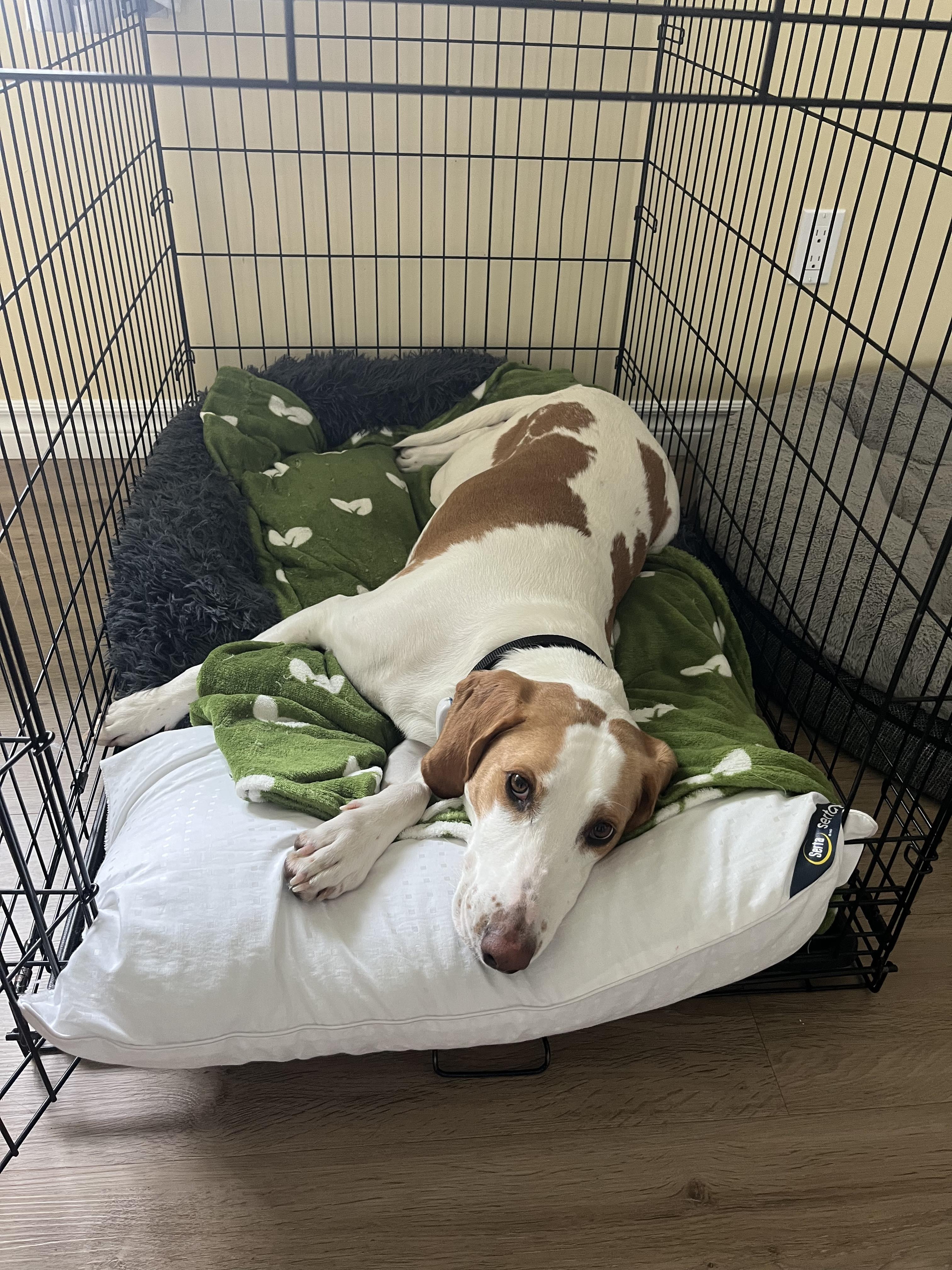 Daisy - Foster to Adopt, a Adoptable Foxhound in North Bay, ON image 4/6