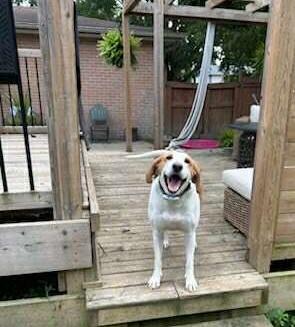Daisy - Foster to Adopt, a Adoptable Foxhound in North Bay, ON image 5/6