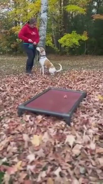 Enlarge Daisy - Foster to Adopt, a Adoptable Foxhound in North Bay, ON video 6/6