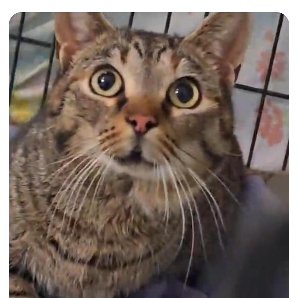 Enlarge Parrot, a Adoptable Domestic Short Hair in Rocky Mount, VA image 1/3