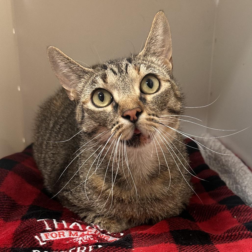 Enlarge Parrot, a Adoptable Domestic Short Hair in Rocky Mount, VA image 2/5