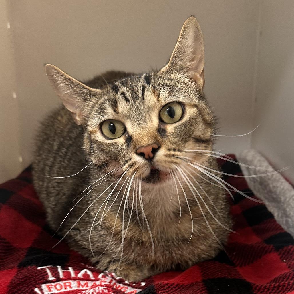 Enlarge Parrot, a Adoptable Domestic Short Hair in Rocky Mount, VA image 3/5