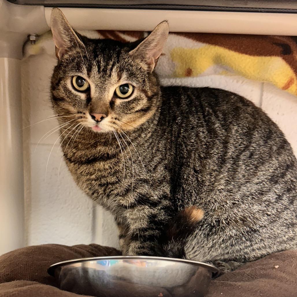 Enlarge Parrot, a Adoptable Domestic Short Hair in Rocky Mount, VA image 2/3