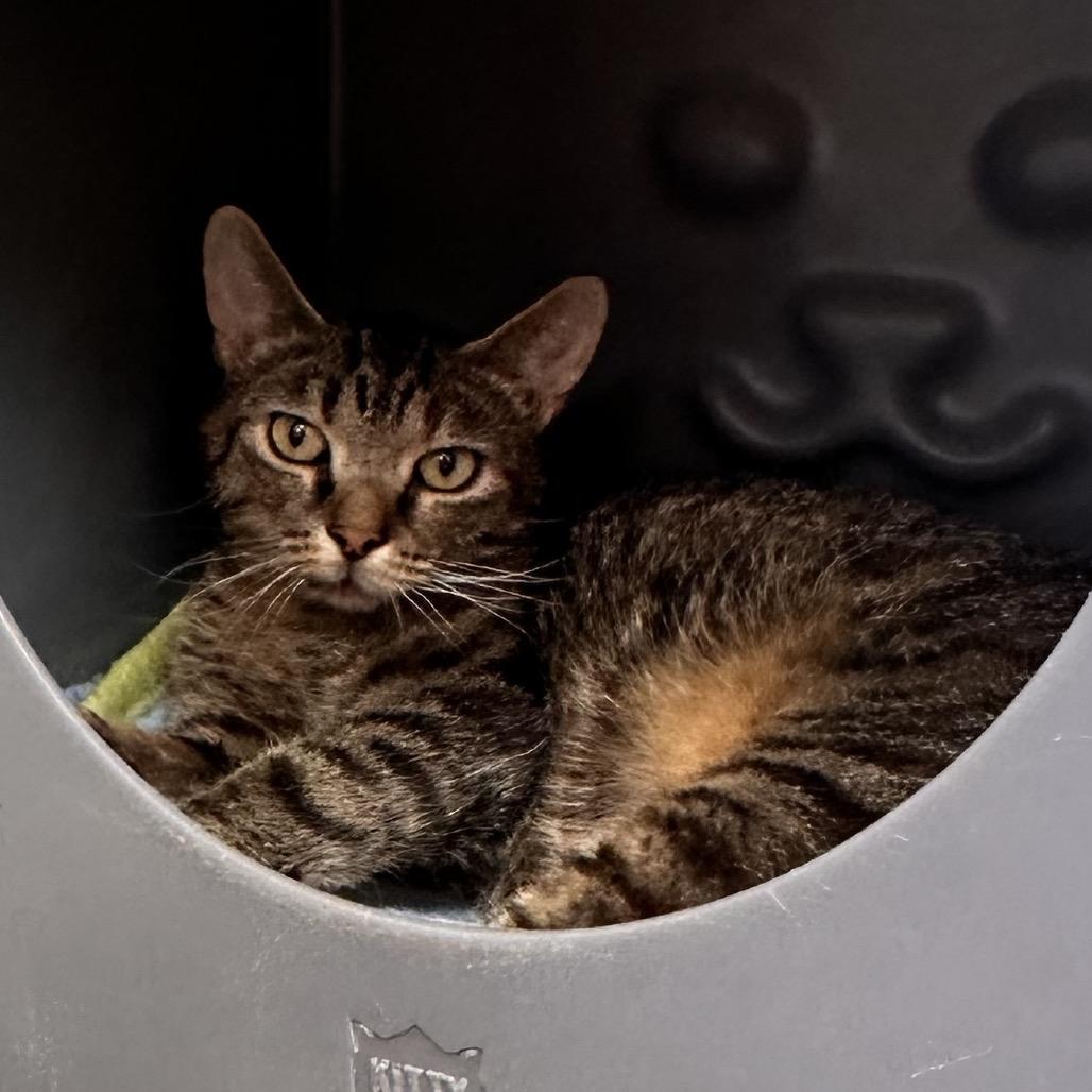 Enlarge Parrot, a Adoptable Domestic Short Hair in Rocky Mount, VA image 3/3